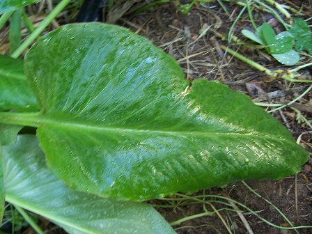 Arum pictum / Gigaro sardo-corso